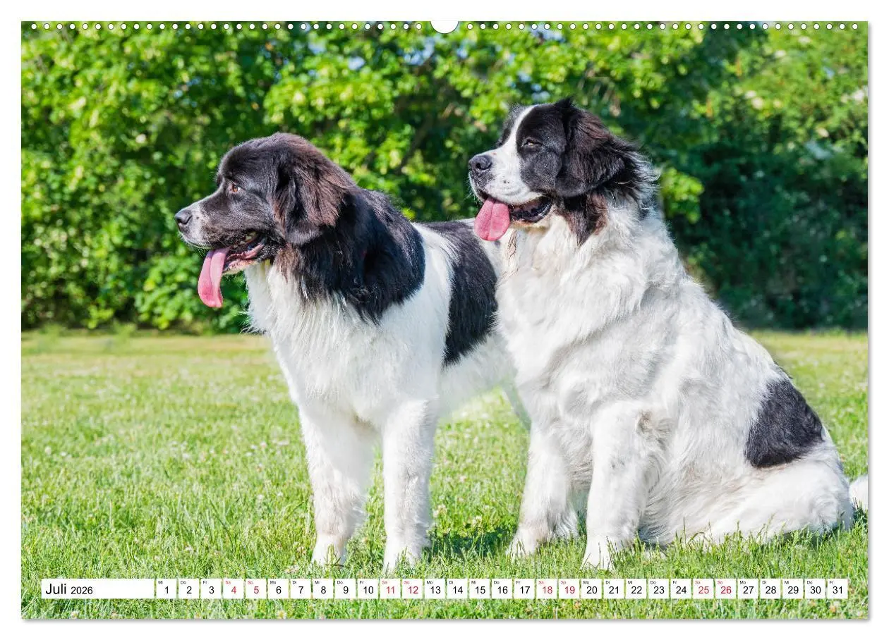 Bild: 9783457515365 | Traumhund Landseer (Wandkalender 2026 DIN A2 quer), CALVENDO...