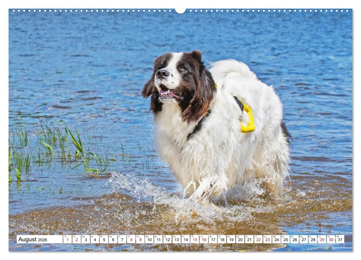 Bild: 9783457515365 | Traumhund Landseer (Wandkalender 2026 DIN A2 quer), CALVENDO...