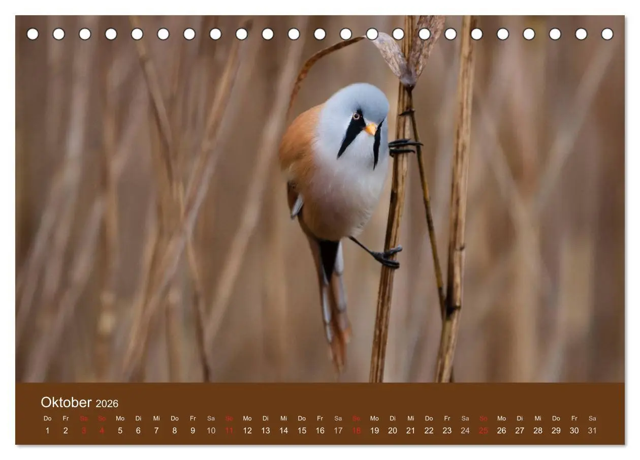 Bild: 9783457985465 | Der Federsee - Vogelparadies in Oberschwaben (Tischkalender 2026...