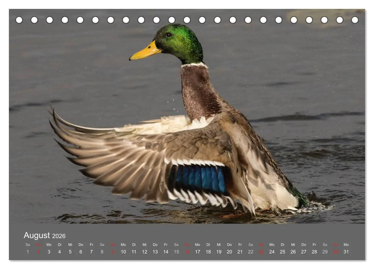 Bild: 9783457985465 | Der Federsee - Vogelparadies in Oberschwaben (Tischkalender 2026...