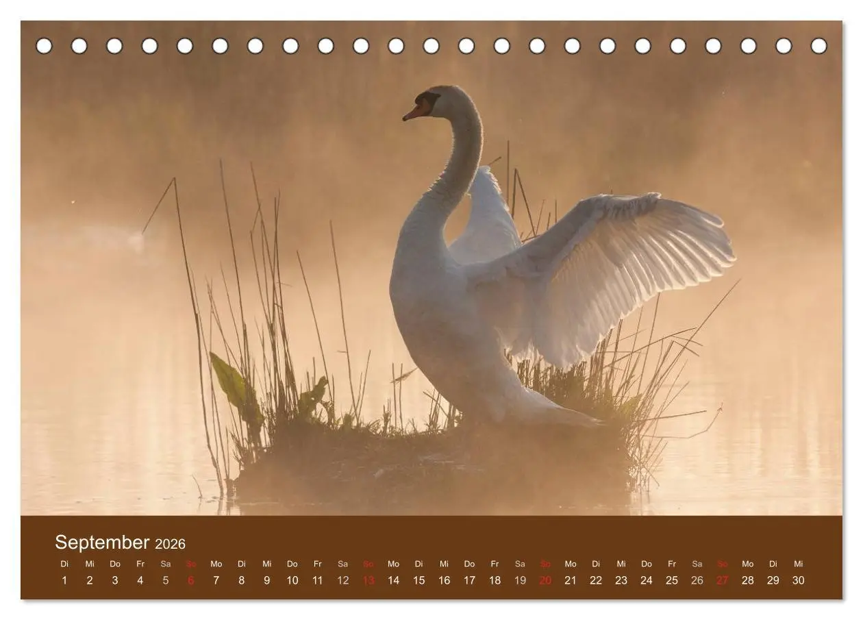 Bild: 9783457985465 | Der Federsee - Vogelparadies in Oberschwaben (Tischkalender 2026...