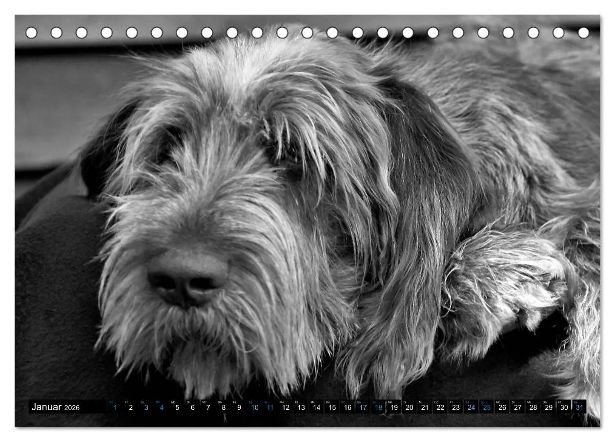 Bild: 9783516075465 | Carissimo Spinone Italiano (Tischkalender 2026 DIN A5 quer),...