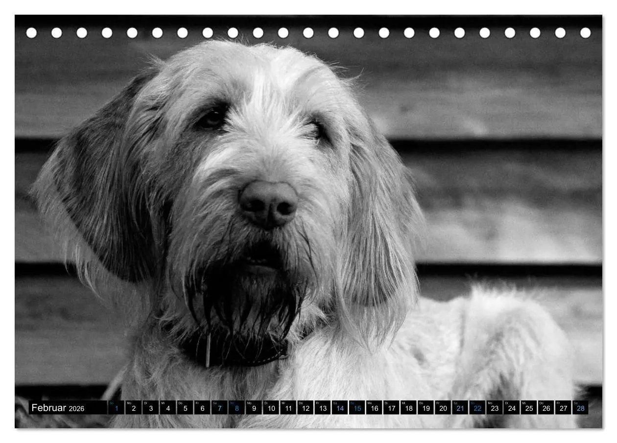 Bild: 9783516075465 | Carissimo Spinone Italiano (Tischkalender 2026 DIN A5 quer),...