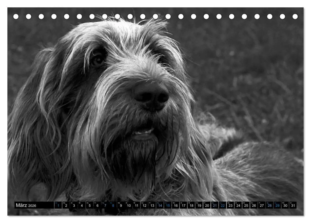 Bild: 9783516075465 | Carissimo Spinone Italiano (Tischkalender 2026 DIN A5 quer),...