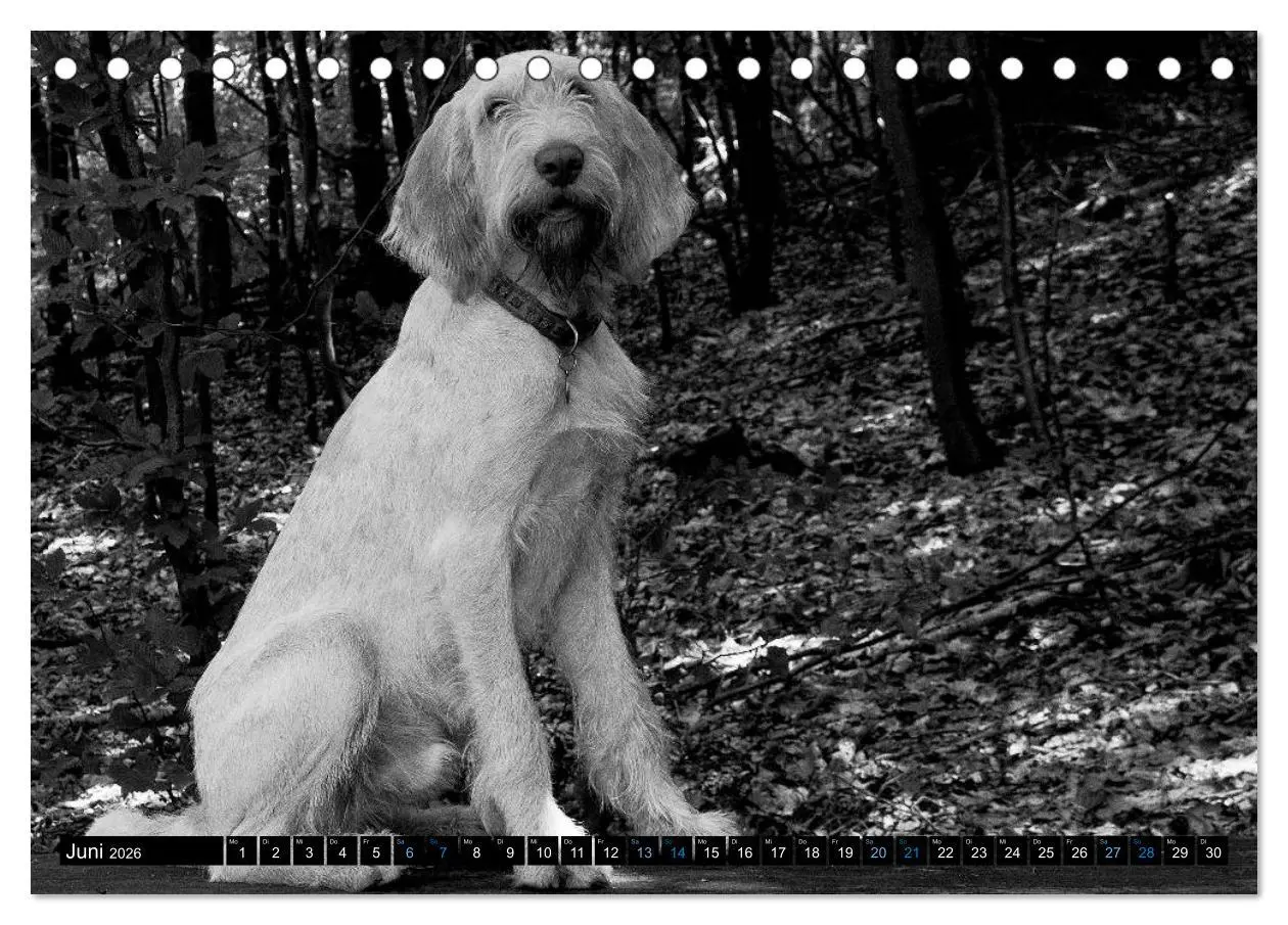 Bild: 9783516075465 | Carissimo Spinone Italiano (Tischkalender 2026 DIN A5 quer),...