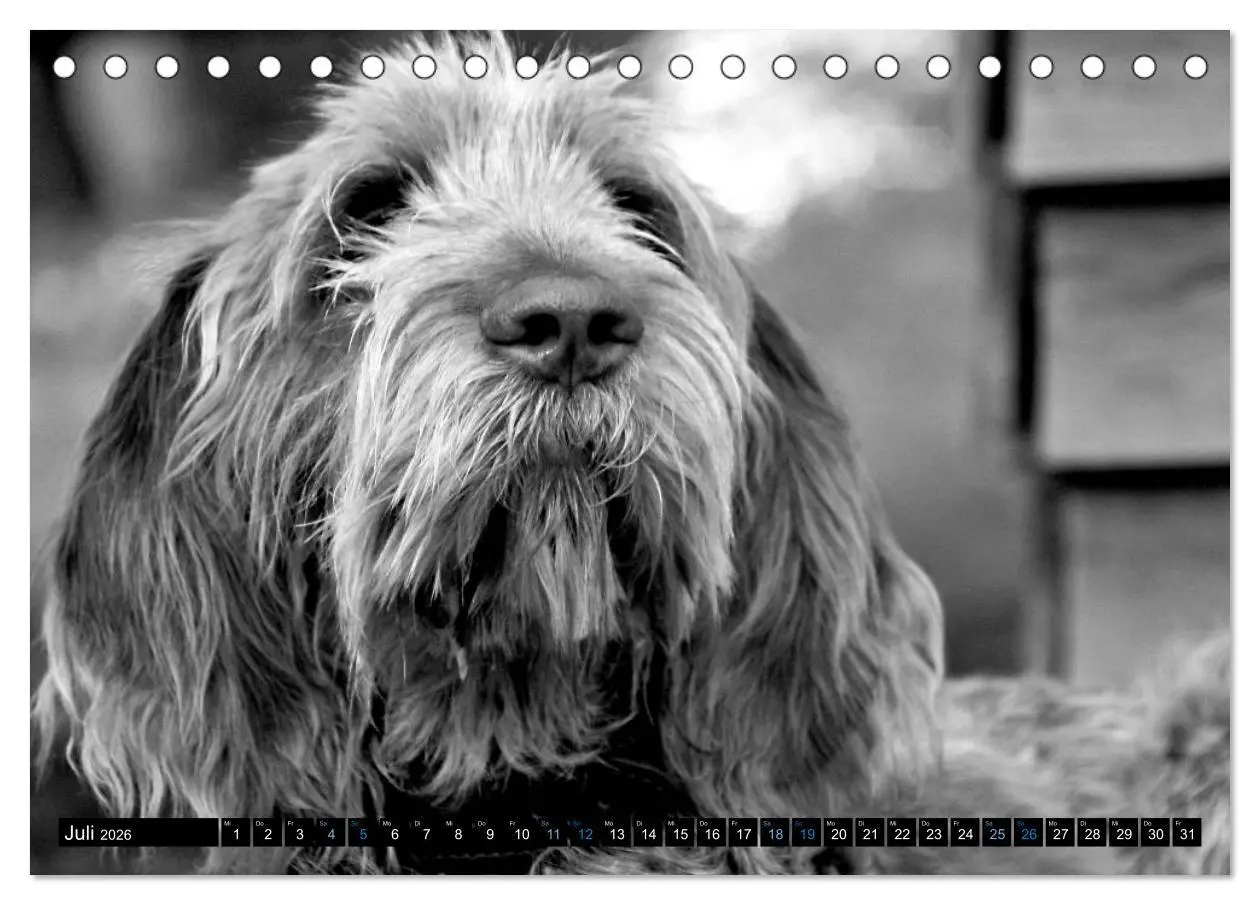 Bild: 9783516075465 | Carissimo Spinone Italiano (Tischkalender 2026 DIN A5 quer),...