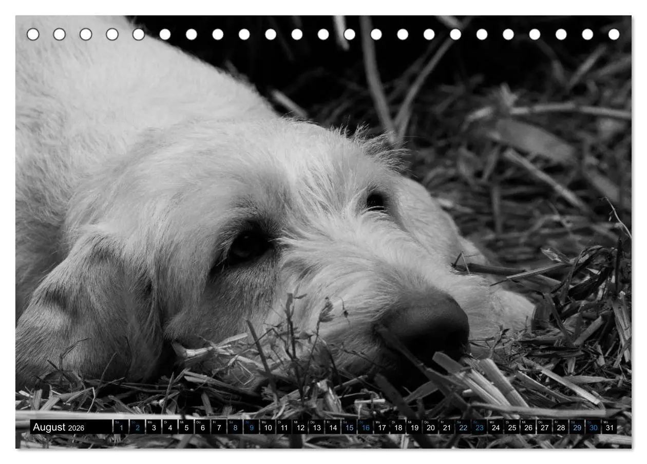Bild: 9783516075465 | Carissimo Spinone Italiano (Tischkalender 2026 DIN A5 quer),...
