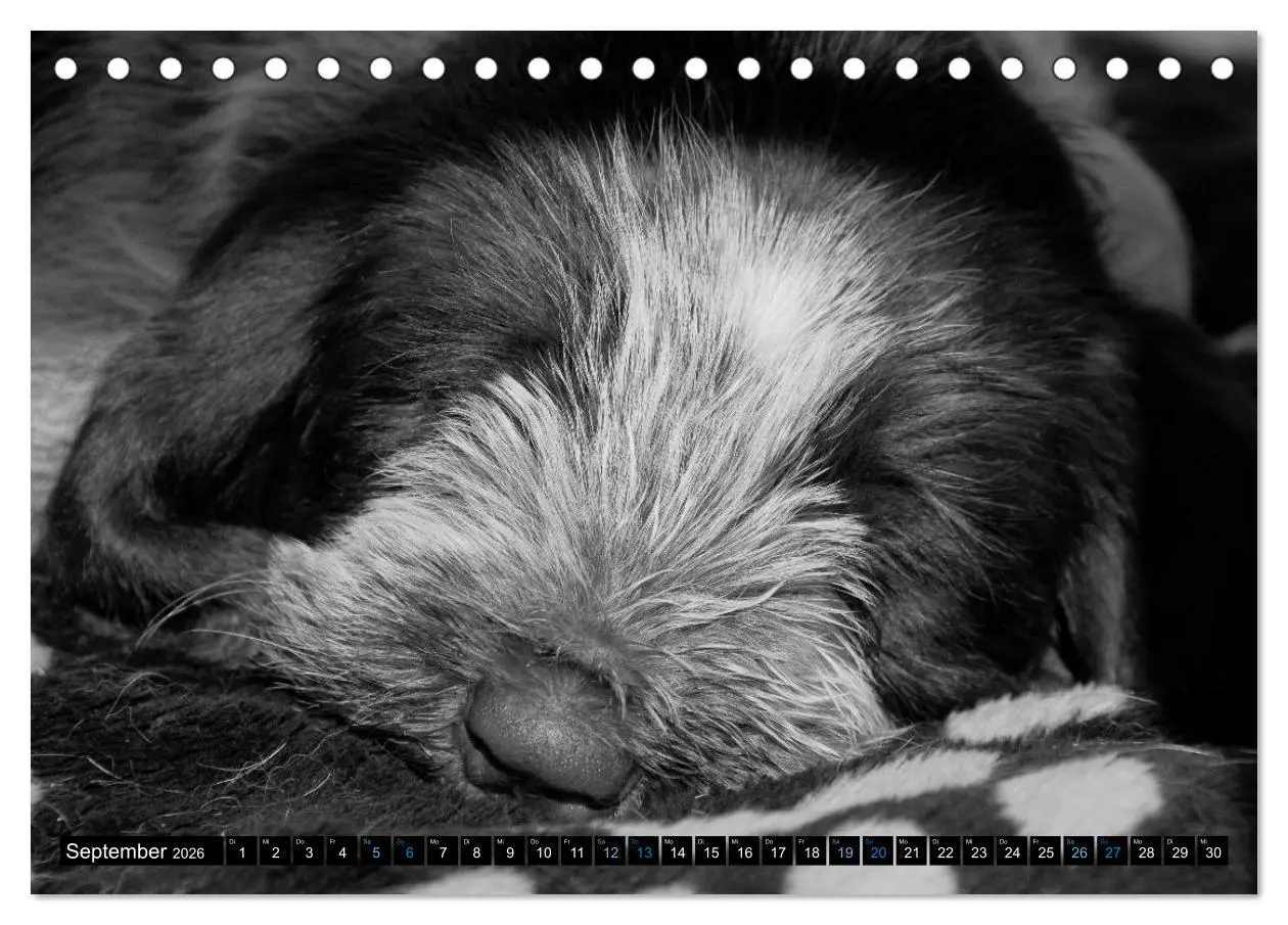 Bild: 9783516075465 | Carissimo Spinone Italiano (Tischkalender 2026 DIN A5 quer),...