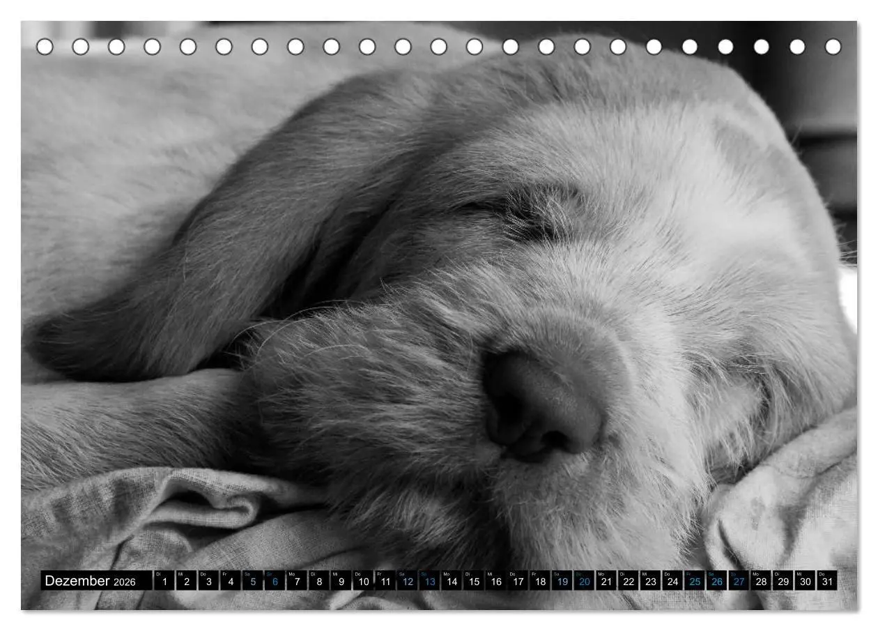 Bild: 9783516075465 | Carissimo Spinone Italiano (Tischkalender 2026 DIN A5 quer),...