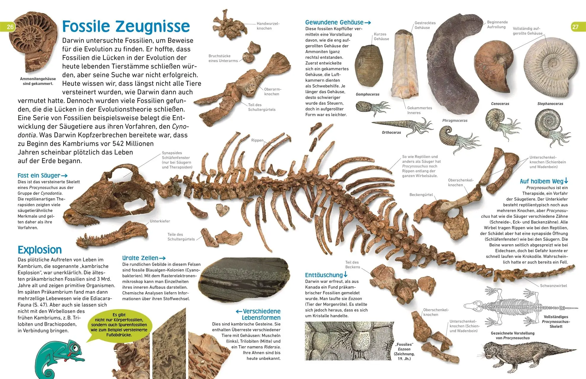 Bild: 9783831035465 | memo Wissen entdecken. Evolution | DK Verlag - Kids | Buch | 72 S.
