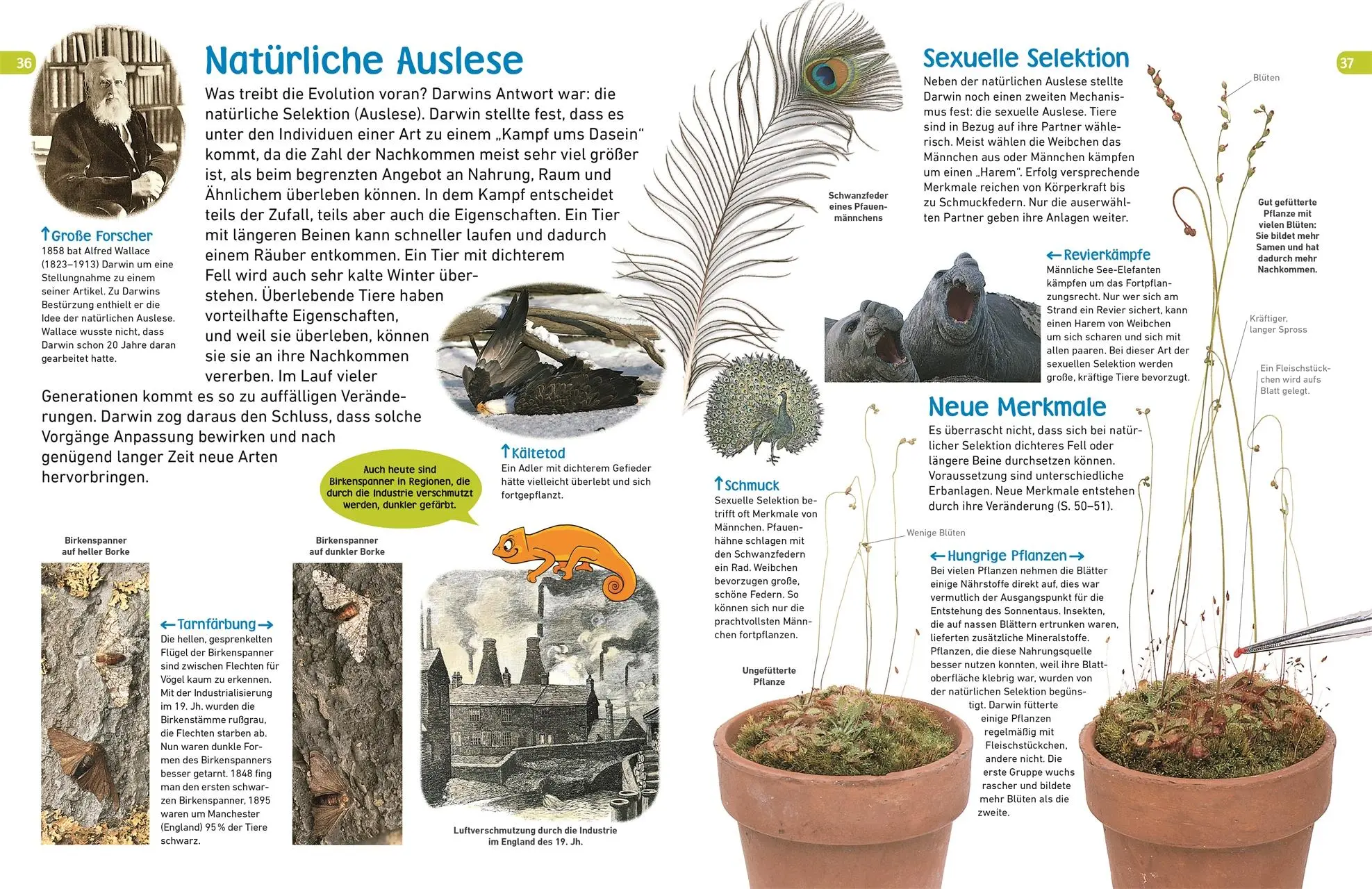 Bild: 9783831035465 | memo Wissen entdecken. Evolution | DK Verlag - Kids | Buch | 72 S.
