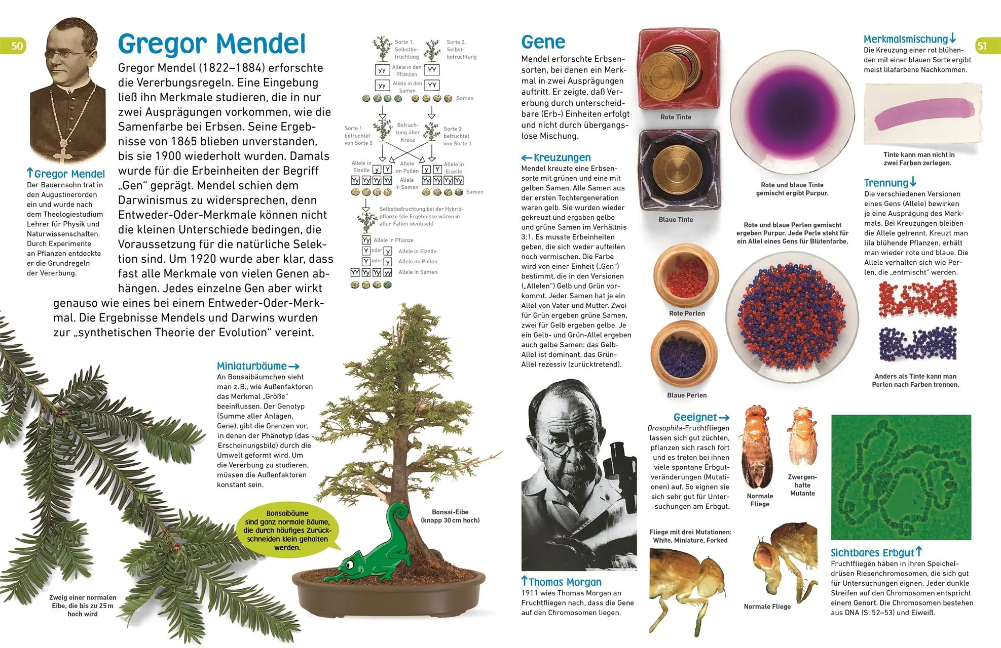 Bild: 9783831035465 | memo Wissen entdecken. Evolution | DK Verlag - Kids | Buch | 72 S.