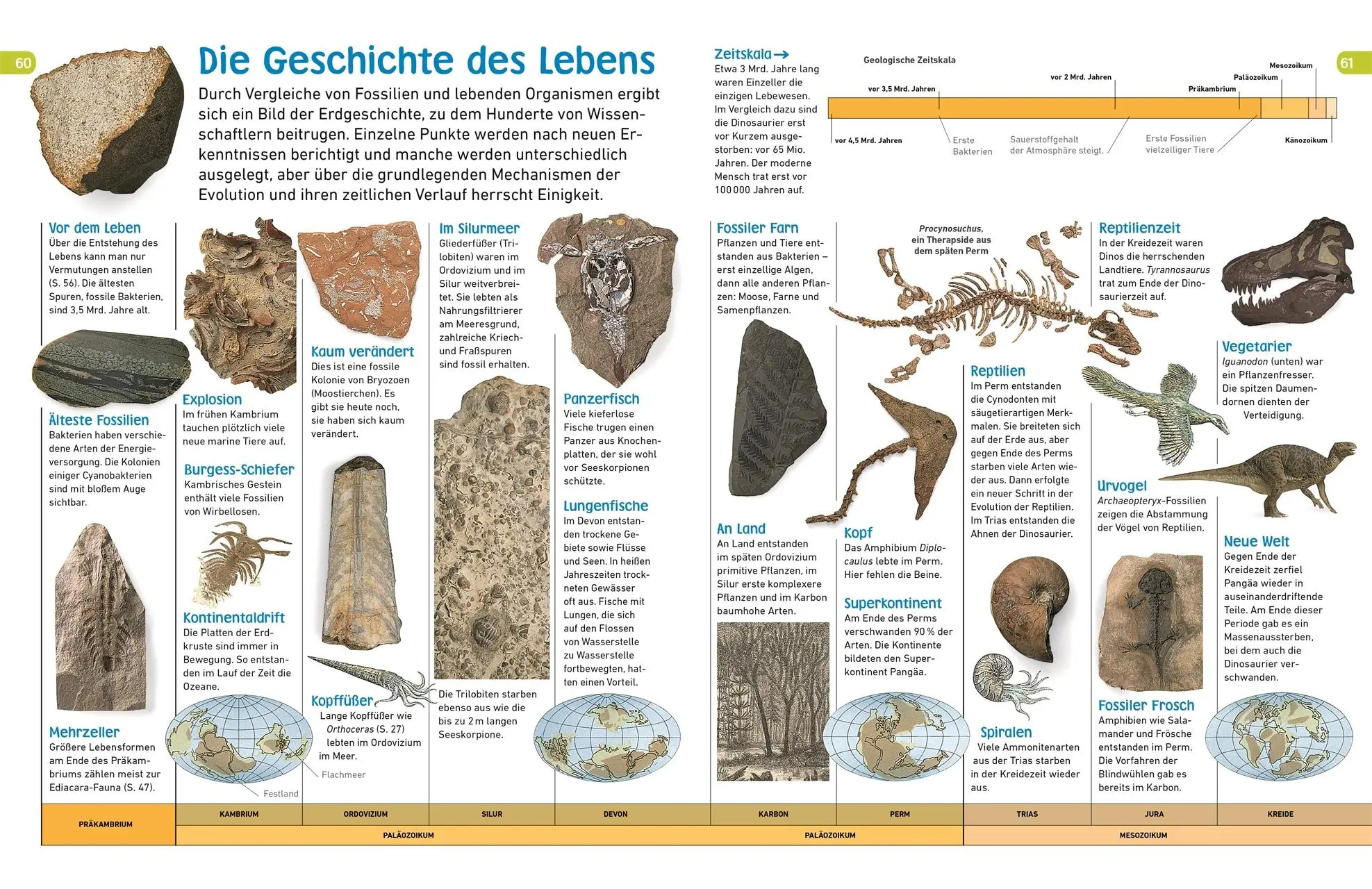 Bild: 9783831035465 | memo Wissen entdecken. Evolution | DK Verlag - Kids | Buch | 72 S.