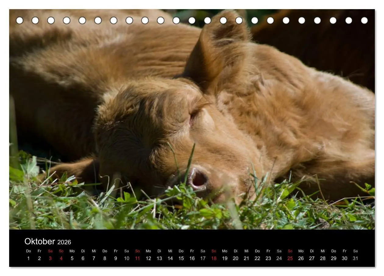 Bild: 9783457965665 | Glückliches Rindvieh 2026 (Tischkalender 2026 DIN A5 quer),...