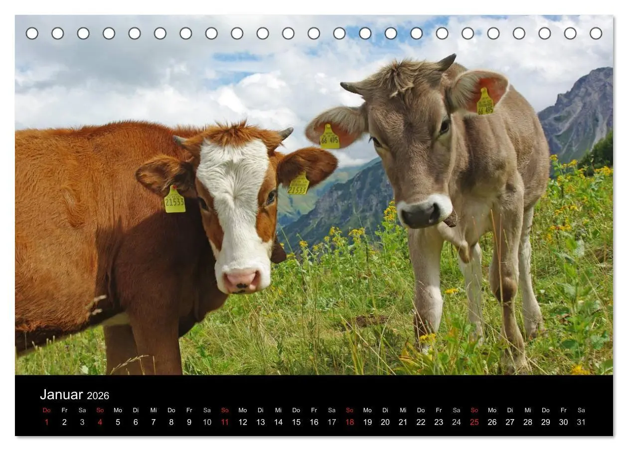 Bild: 9783457965665 | Glückliches Rindvieh 2026 (Tischkalender 2026 DIN A5 quer),...
