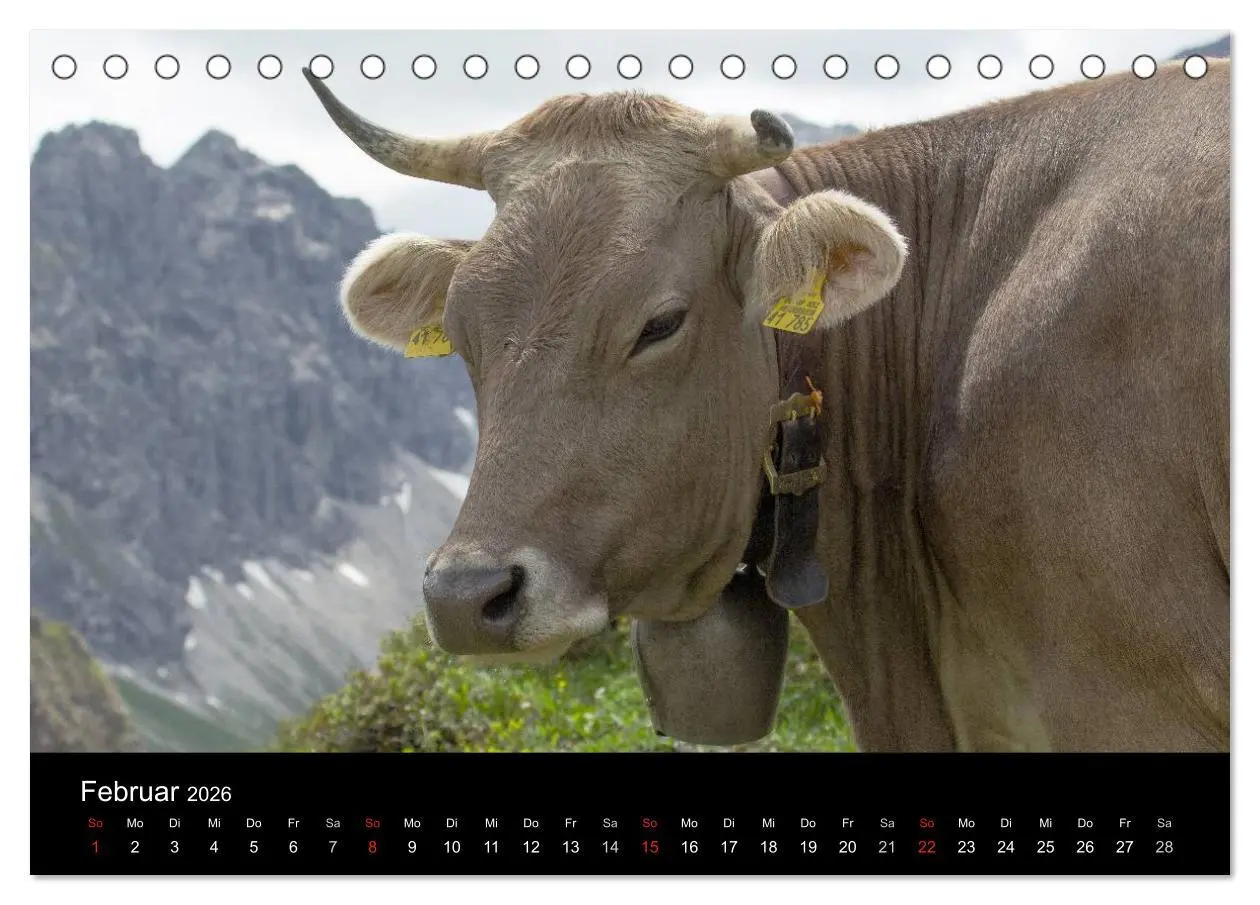 Bild: 9783457965665 | Glückliches Rindvieh 2026 (Tischkalender 2026 DIN A5 quer),...