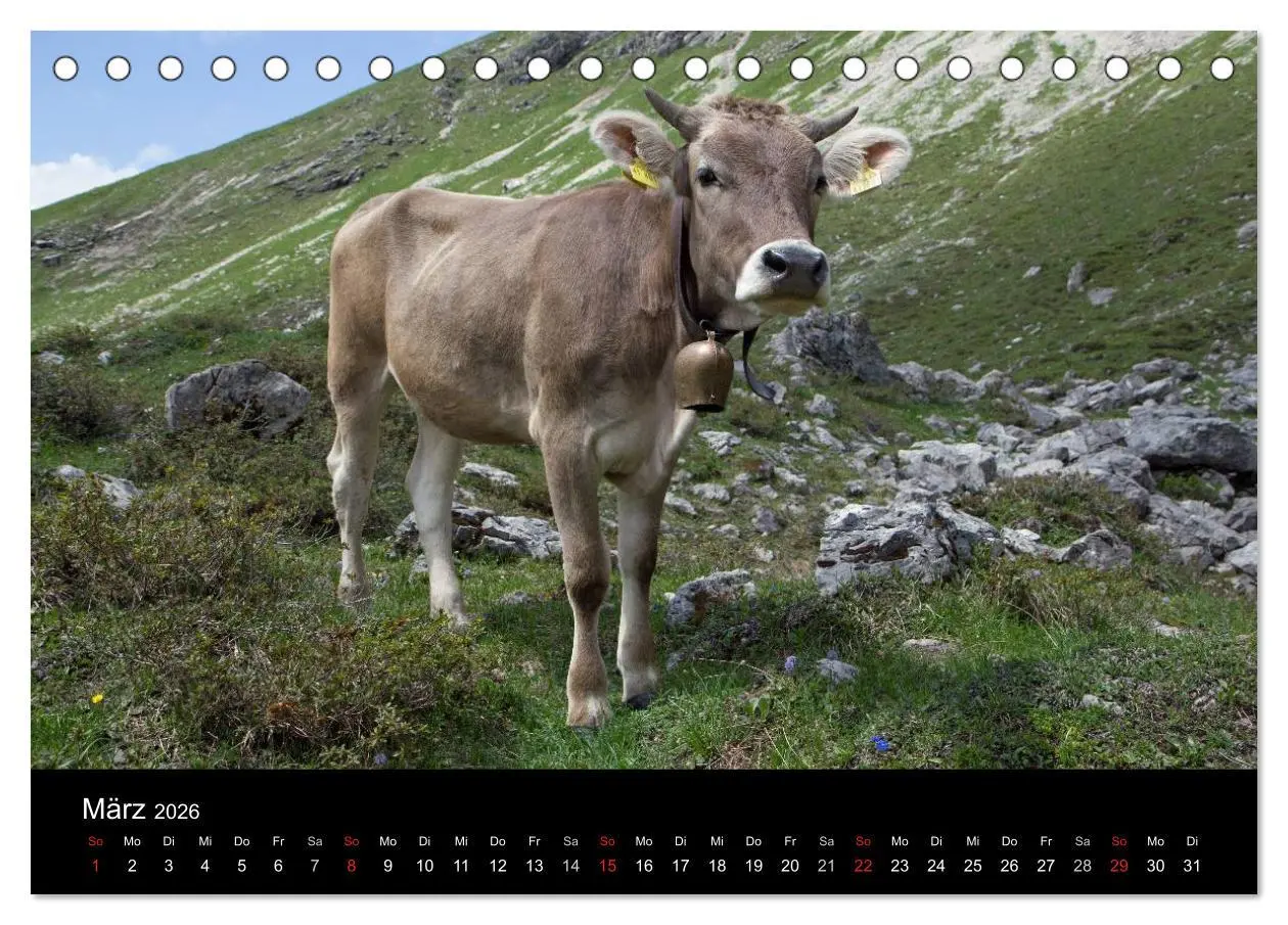 Bild: 9783457965665 | Glückliches Rindvieh 2026 (Tischkalender 2026 DIN A5 quer),...