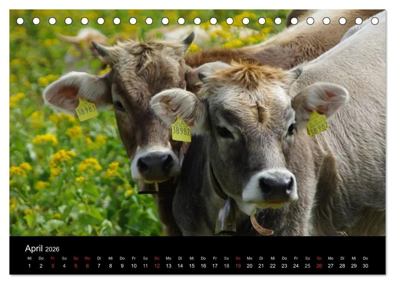 Bild: 9783457965665 | Glückliches Rindvieh 2026 (Tischkalender 2026 DIN A5 quer),...