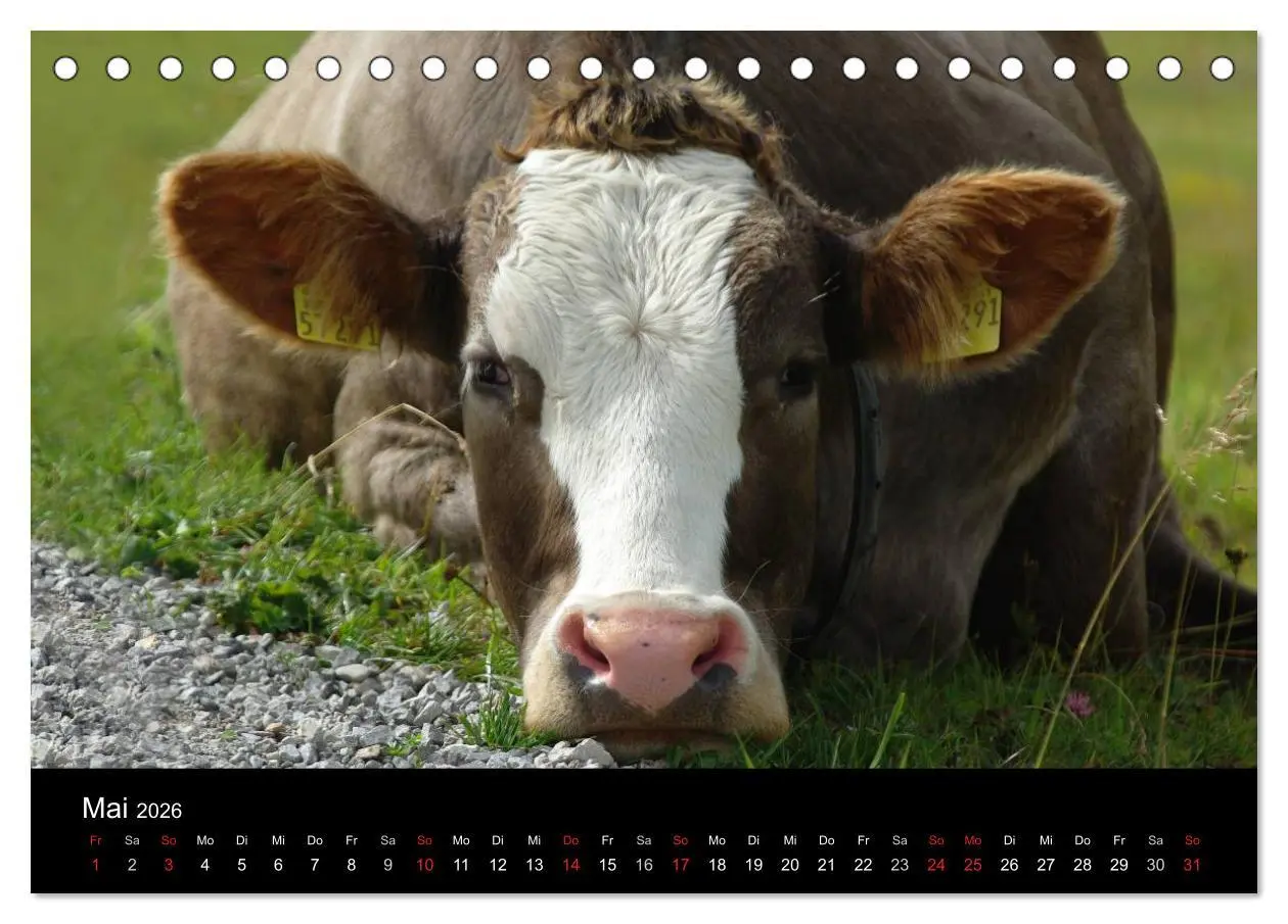 Bild: 9783457965665 | Glückliches Rindvieh 2026 (Tischkalender 2026 DIN A5 quer),...