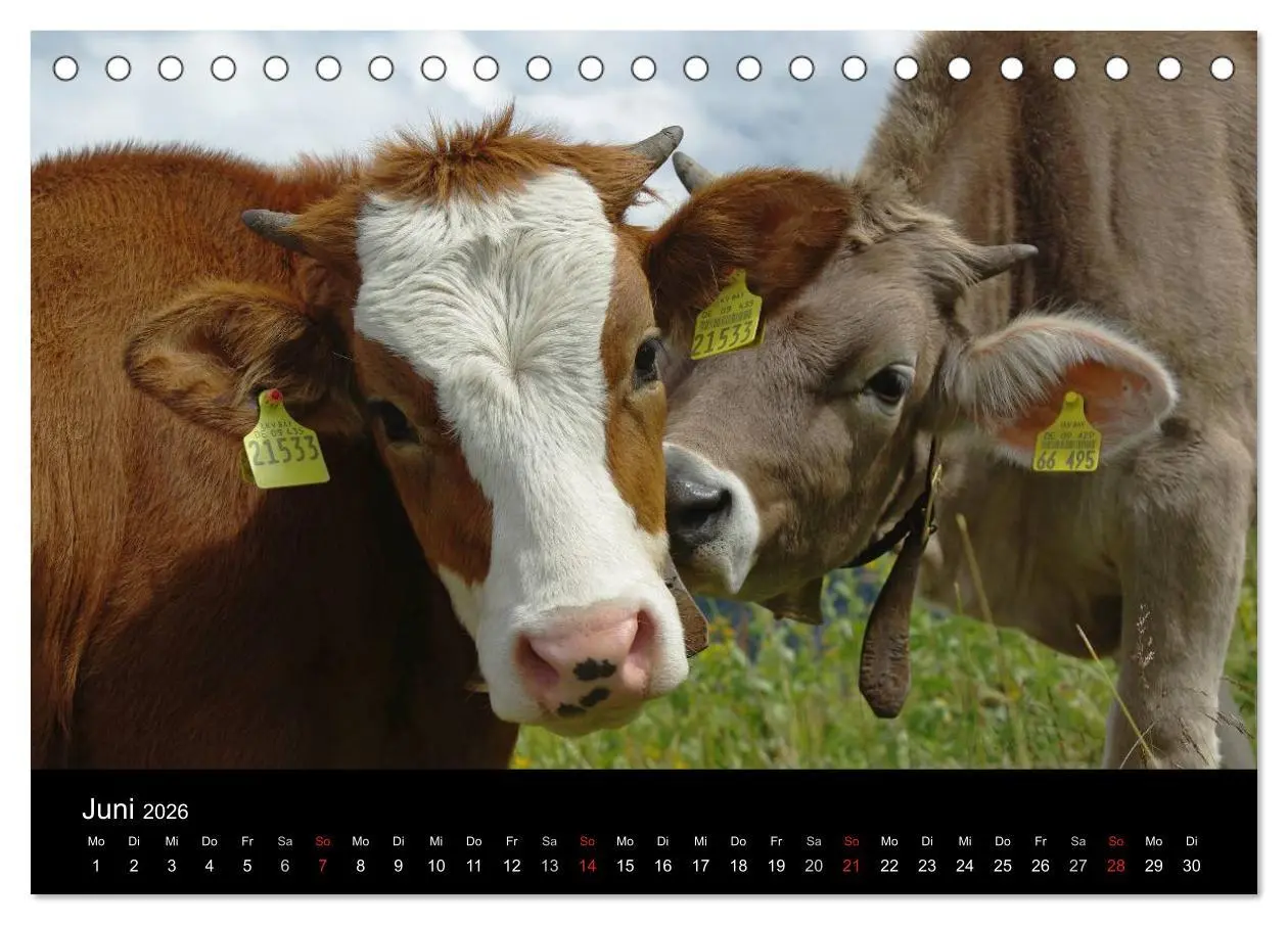 Bild: 9783457965665 | Glückliches Rindvieh 2026 (Tischkalender 2026 DIN A5 quer),...