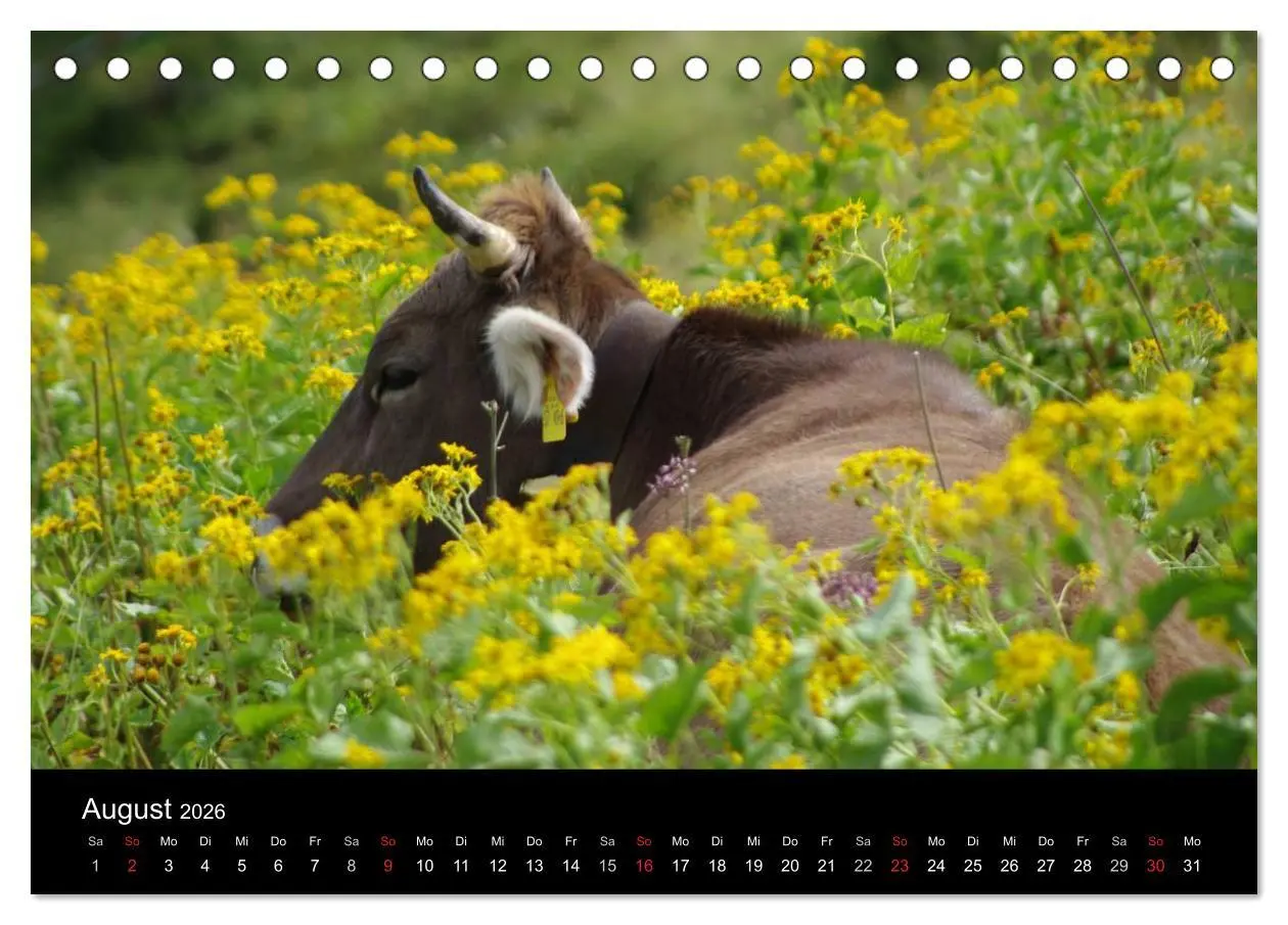 Bild: 9783457965665 | Glückliches Rindvieh 2026 (Tischkalender 2026 DIN A5 quer),...