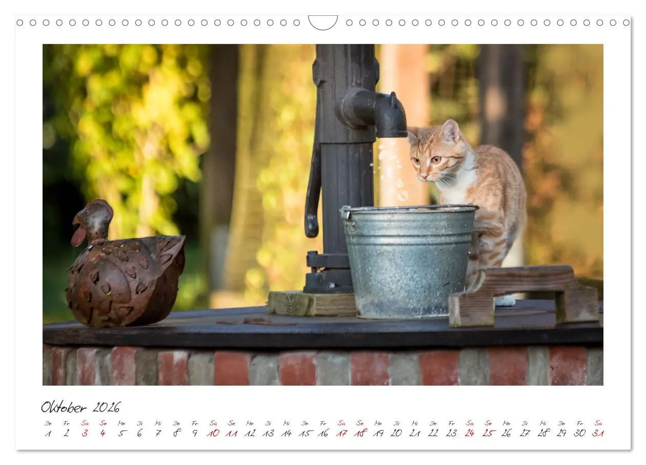 Bild: 9783457255865 | Zauberhafte rote Kätzchen (Wandkalender 2026 DIN A3 quer), CALVENDO...