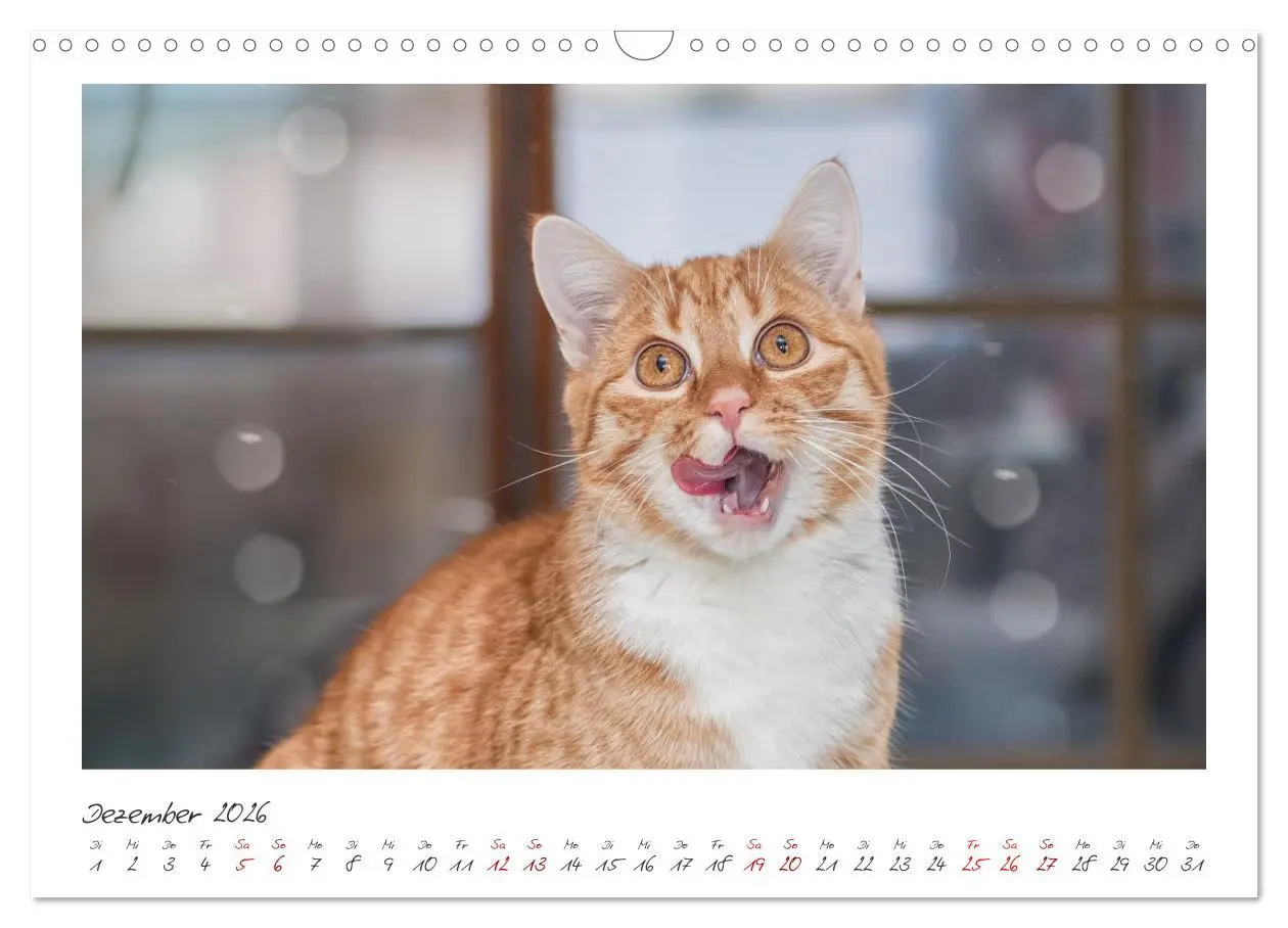 Bild: 9783457255865 | Zauberhafte rote Kätzchen (Wandkalender 2026 DIN A3 quer), CALVENDO...