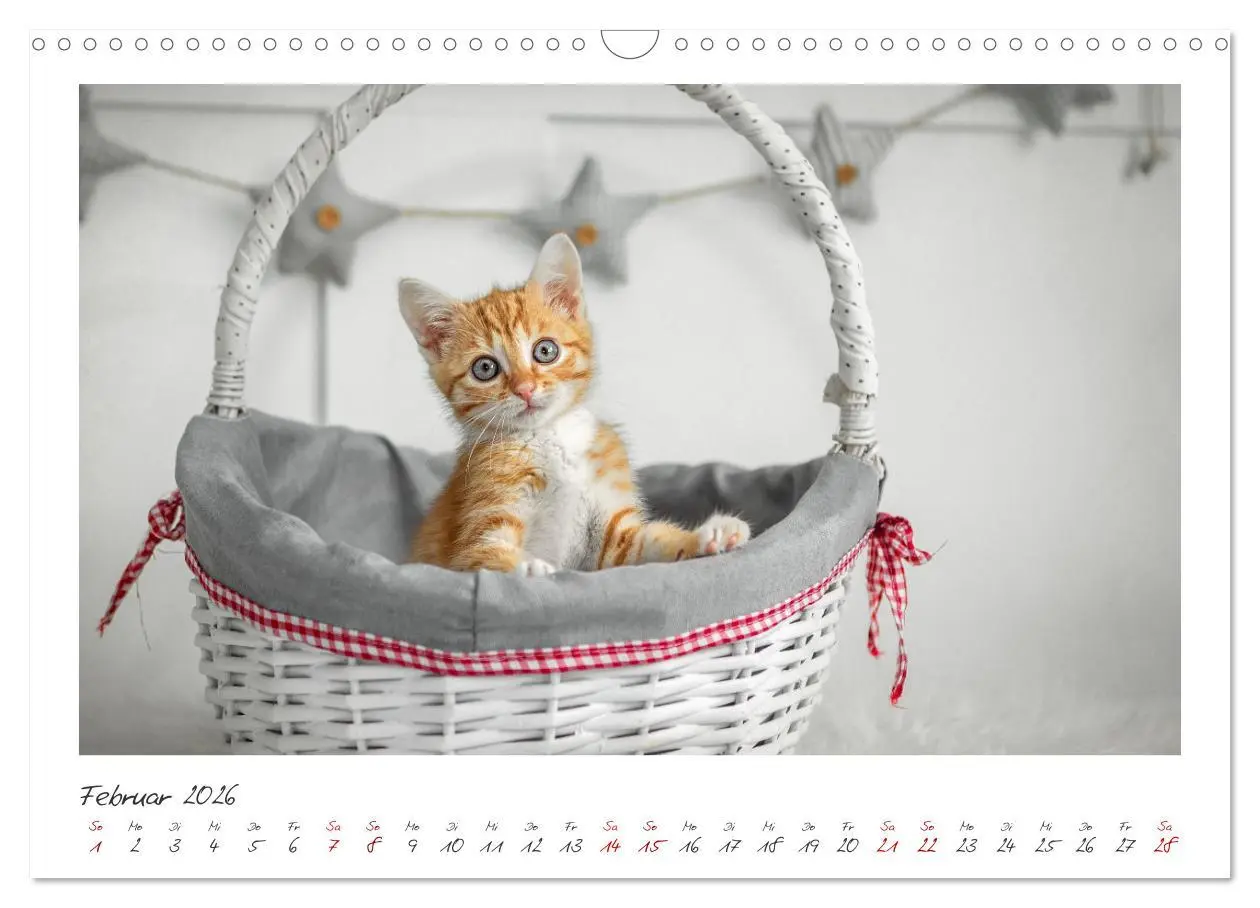 Bild: 9783457255865 | Zauberhafte rote Kätzchen (Wandkalender 2026 DIN A3 quer), CALVENDO...