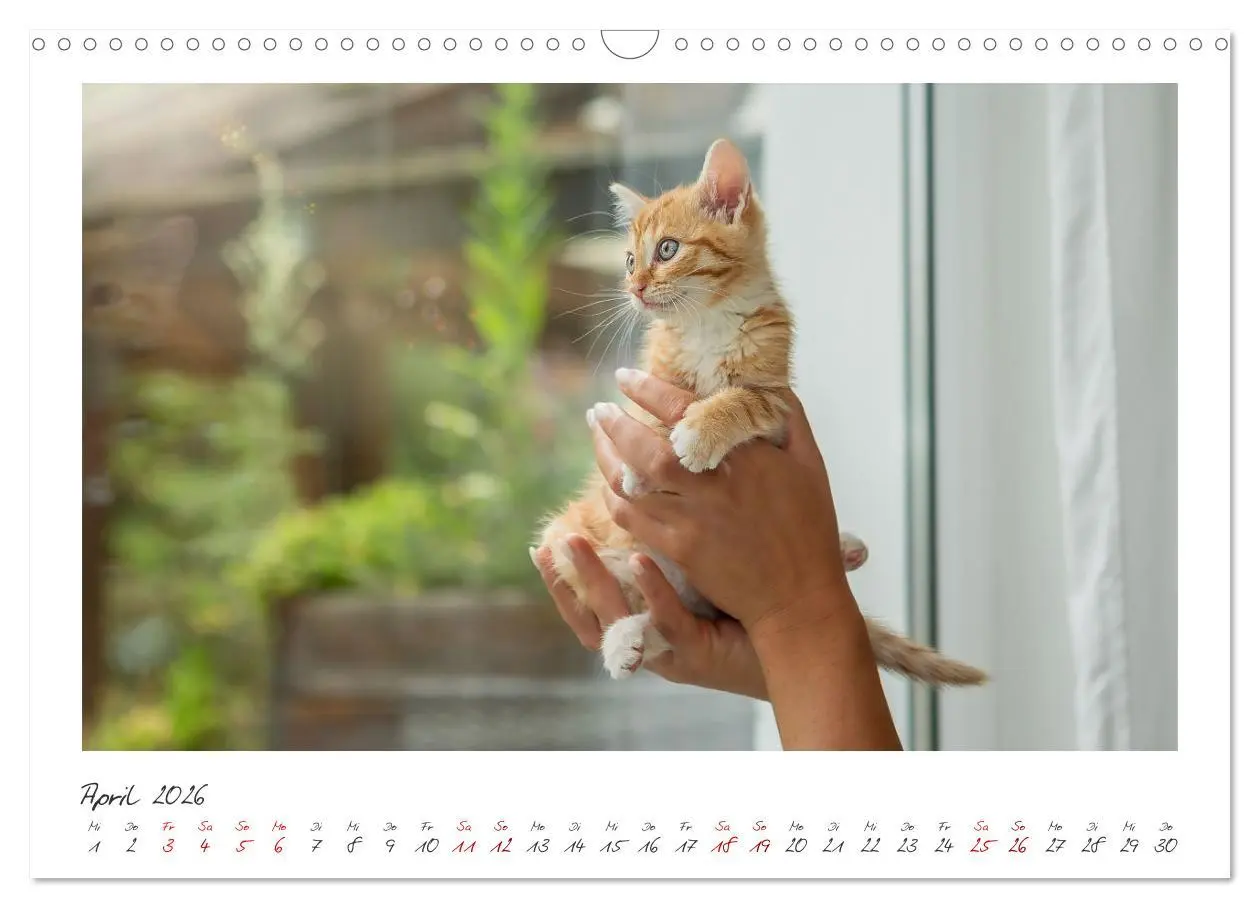 Bild: 9783457255865 | Zauberhafte rote Kätzchen (Wandkalender 2026 DIN A3 quer), CALVENDO...