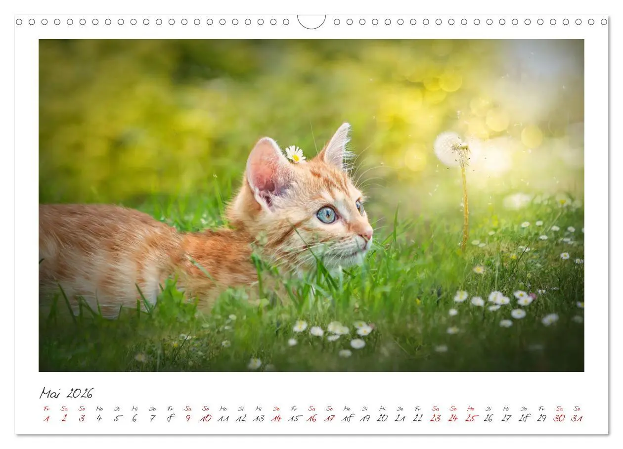 Bild: 9783457255865 | Zauberhafte rote Kätzchen (Wandkalender 2026 DIN A3 quer), CALVENDO...