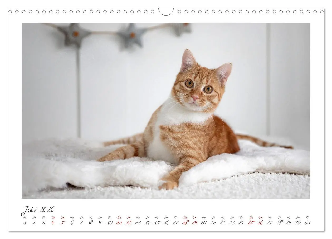 Bild: 9783457255865 | Zauberhafte rote Kätzchen (Wandkalender 2026 DIN A3 quer), CALVENDO...