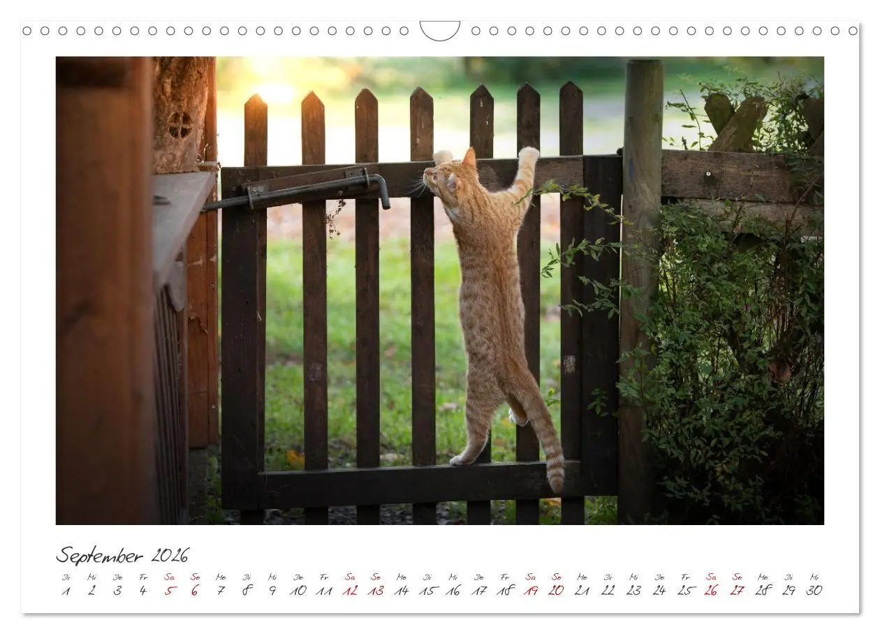 Bild: 9783457255865 | Zauberhafte rote Kätzchen (Wandkalender 2026 DIN A3 quer), CALVENDO...