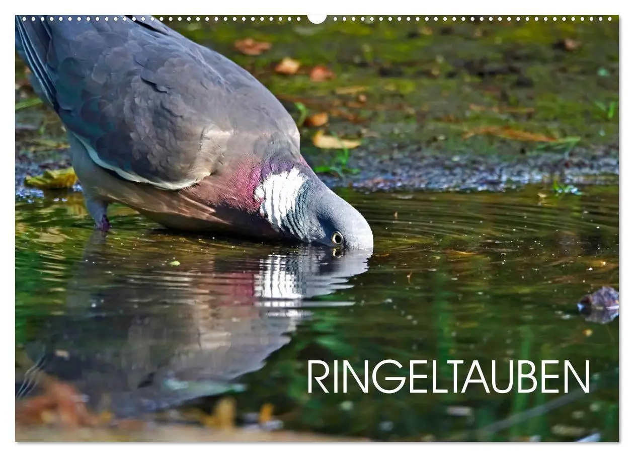 Cover: 9783457635865 | Ringeltauben (Wandkalender 2026 DIN A2 quer), CALVENDO Monatskalender
