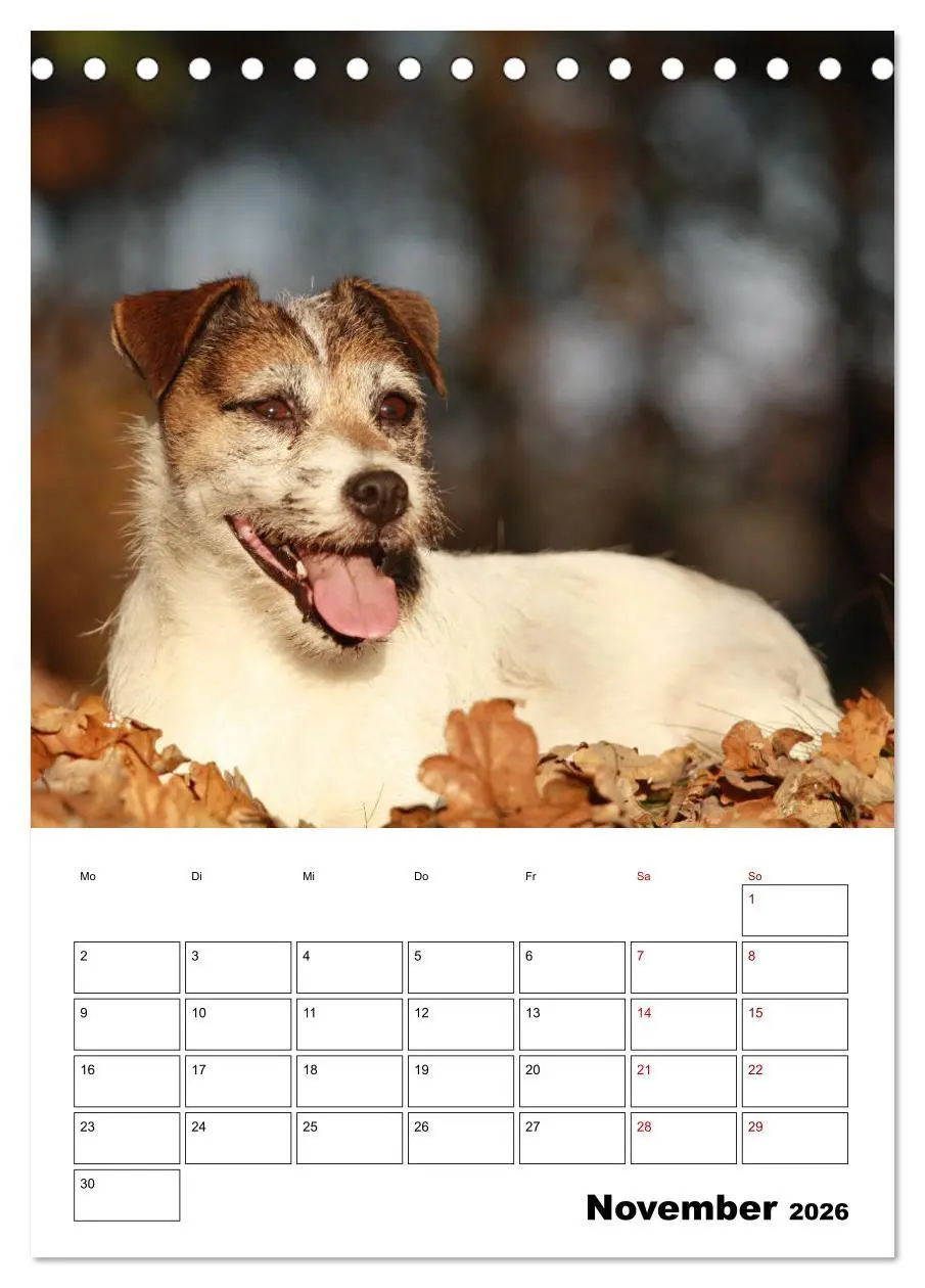 Bild: 9783516415865 | Tender Fellows - Parson Russell Terrier (Tischkalender 2026 DIN A5...