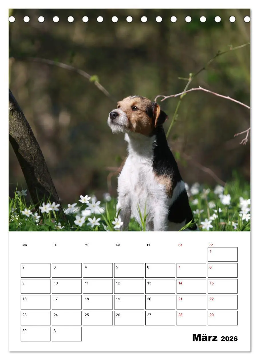 Bild: 9783516415865 | Tender Fellows - Parson Russell Terrier (Tischkalender 2026 DIN A5...