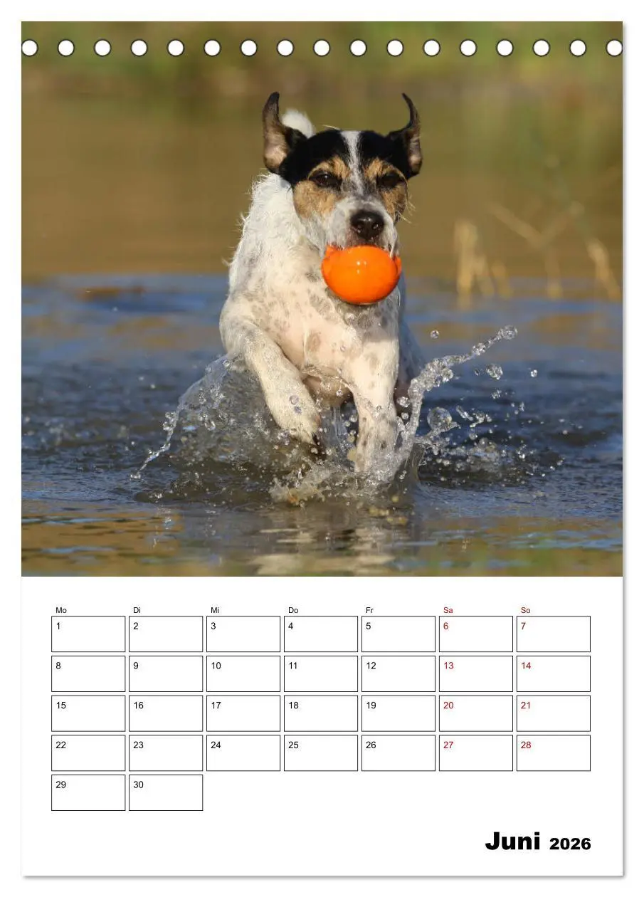 Bild: 9783516415865 | Tender Fellows - Parson Russell Terrier (Tischkalender 2026 DIN A5...