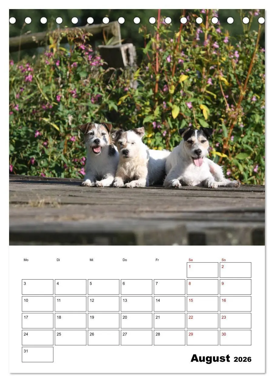 Bild: 9783516415865 | Tender Fellows - Parson Russell Terrier (Tischkalender 2026 DIN A5...