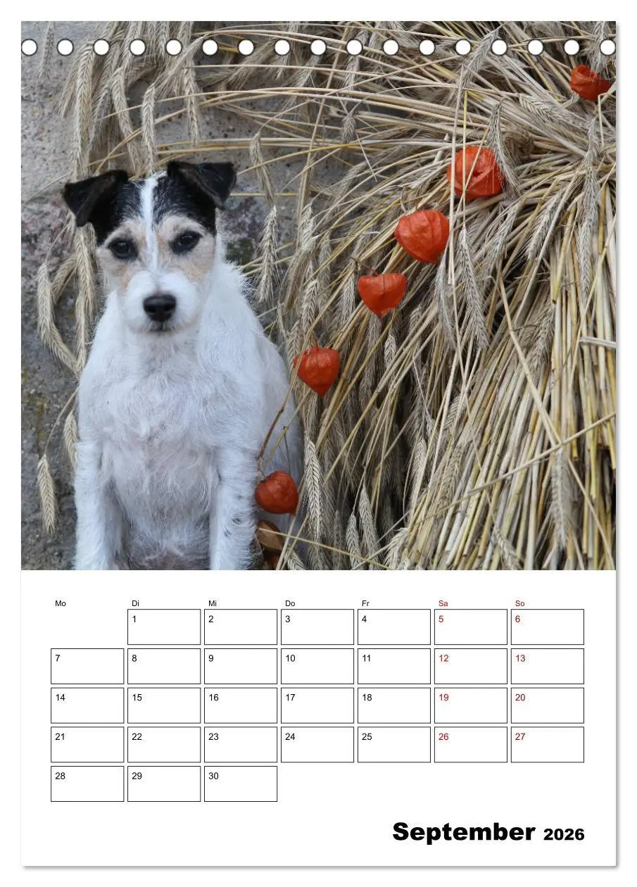 Bild: 9783516415865 | Tender Fellows - Parson Russell Terrier (Tischkalender 2026 DIN A5...