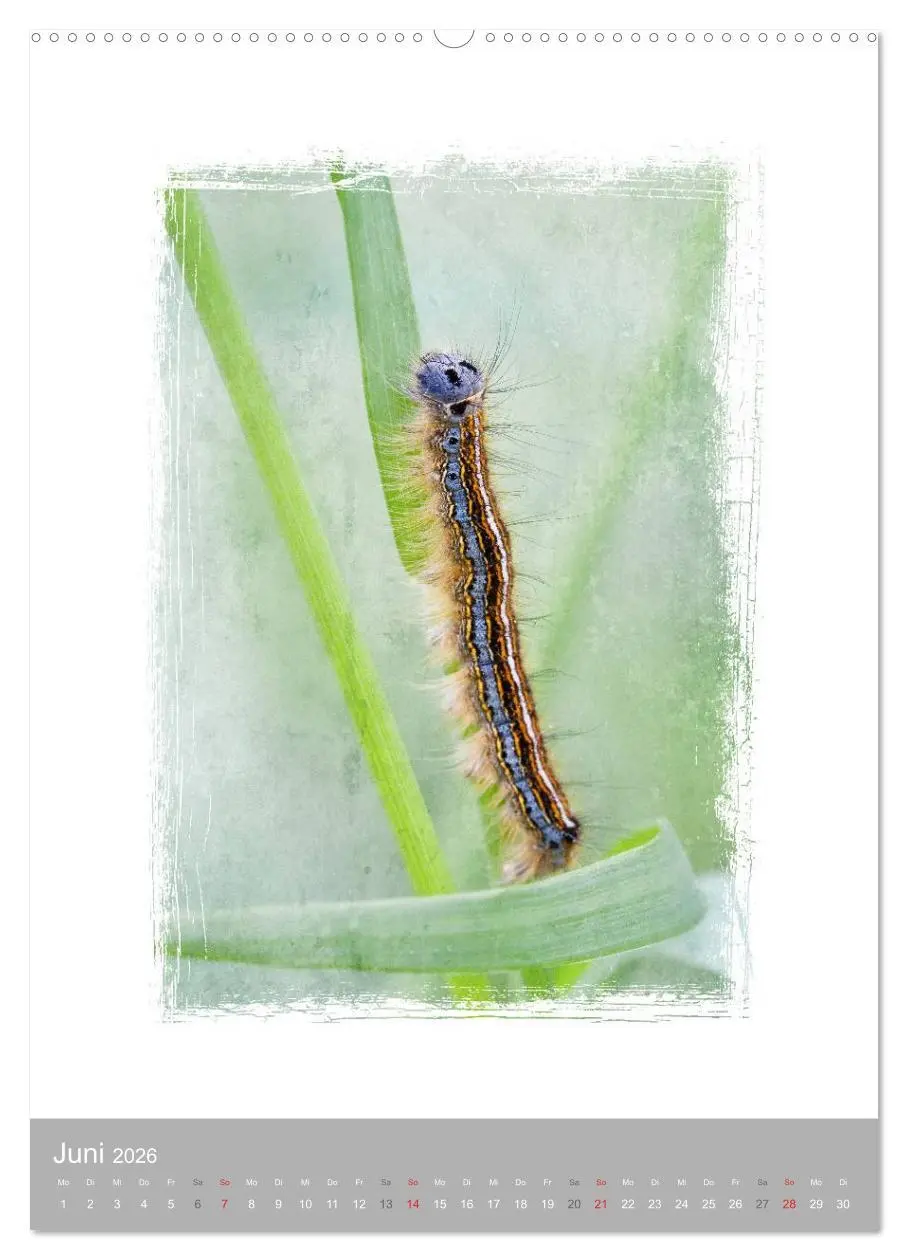 Bild: 9783516456165 | Kunstwerk Natur (Wandkalender 2026 DIN A2 hoch), CALVENDO...