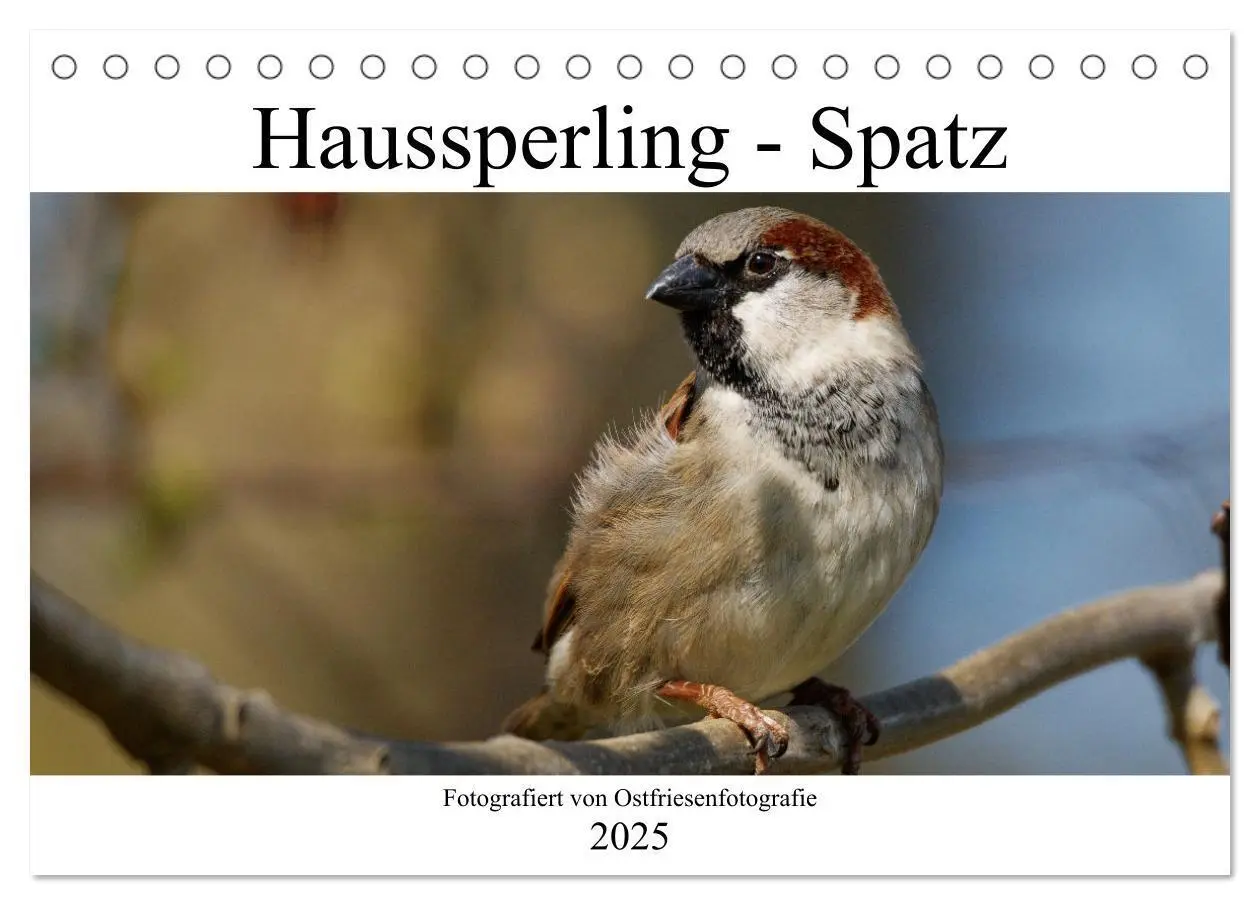 Cover: 9783435026265 | Haussperling - Spatz fotografiert von Ostfriesenfotografie...