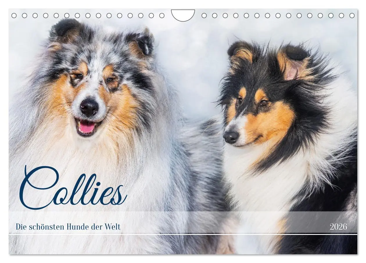Cover: 9783457356265 | Collies - die schönsten Hunde der Welt (Wandkalender 2026 DIN A4...