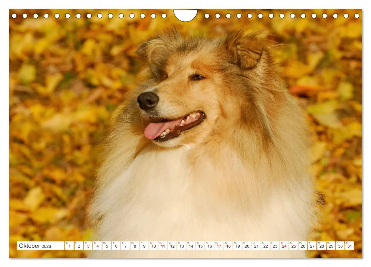 Bild: 9783457356265 | Collies - die schönsten Hunde der Welt (Wandkalender 2026 DIN A4...
