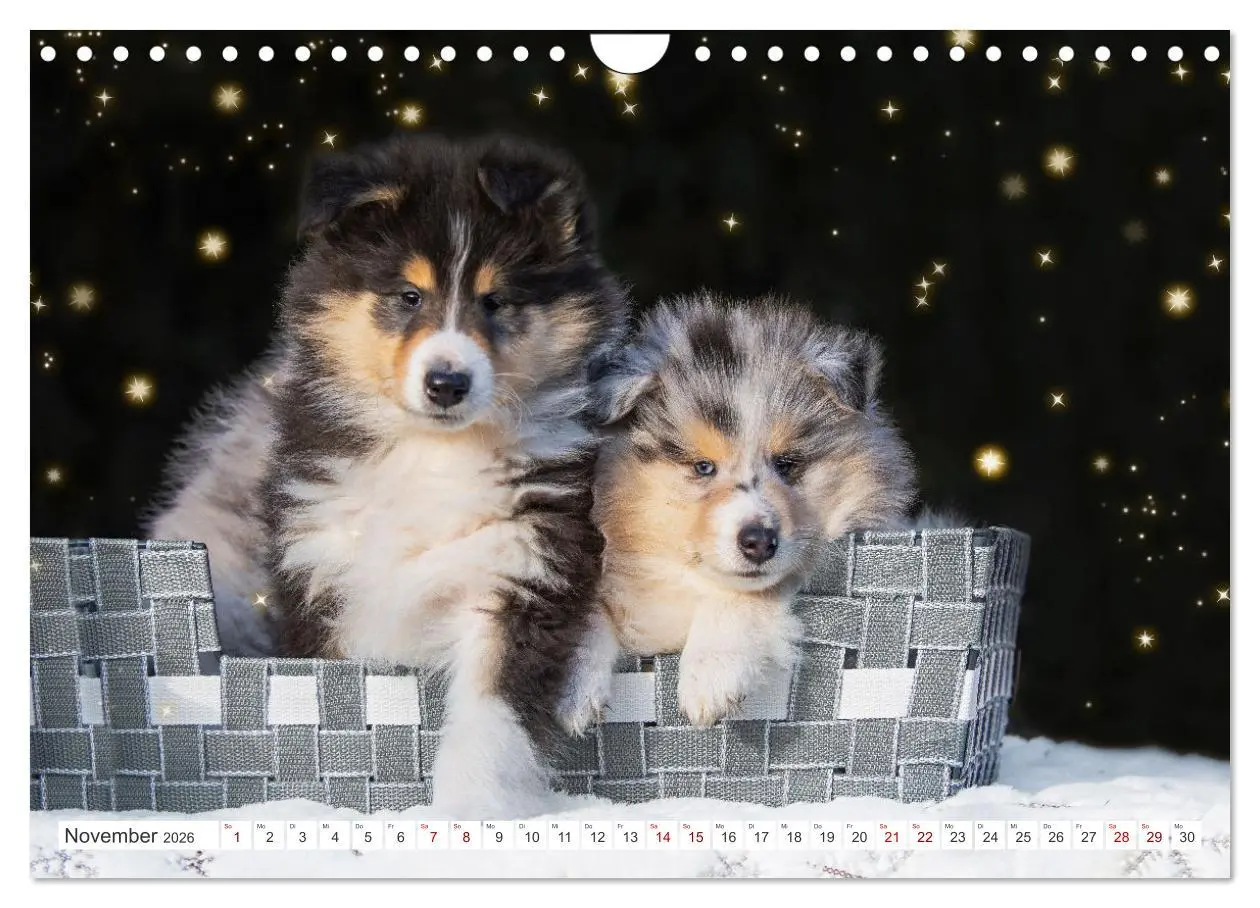Bild: 9783457356265 | Collies - die schönsten Hunde der Welt (Wandkalender 2026 DIN A4...