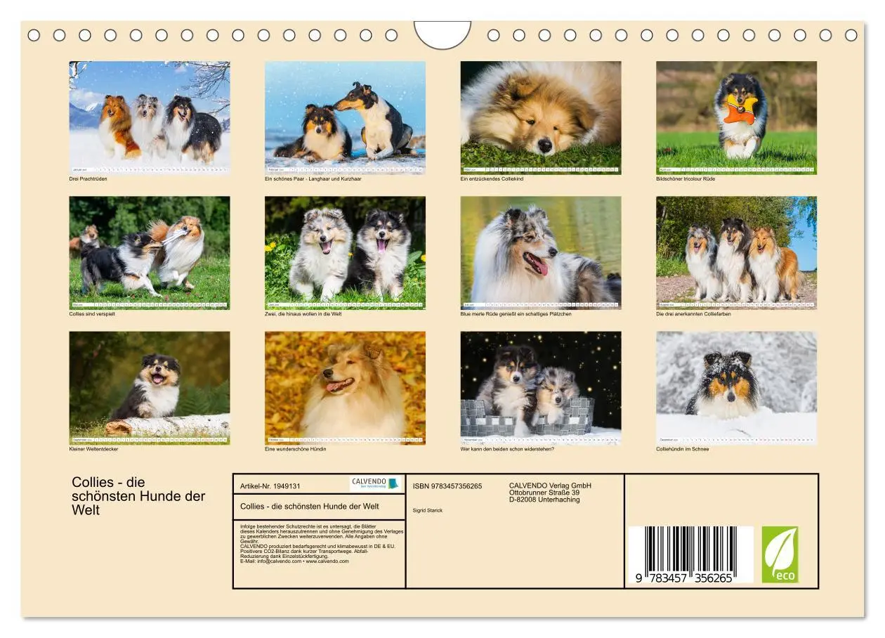 Bild: 9783457356265 | Collies - die schönsten Hunde der Welt (Wandkalender 2026 DIN A4...
