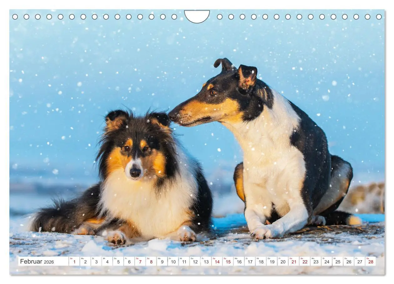 Bild: 9783457356265 | Collies - die schönsten Hunde der Welt (Wandkalender 2026 DIN A4...