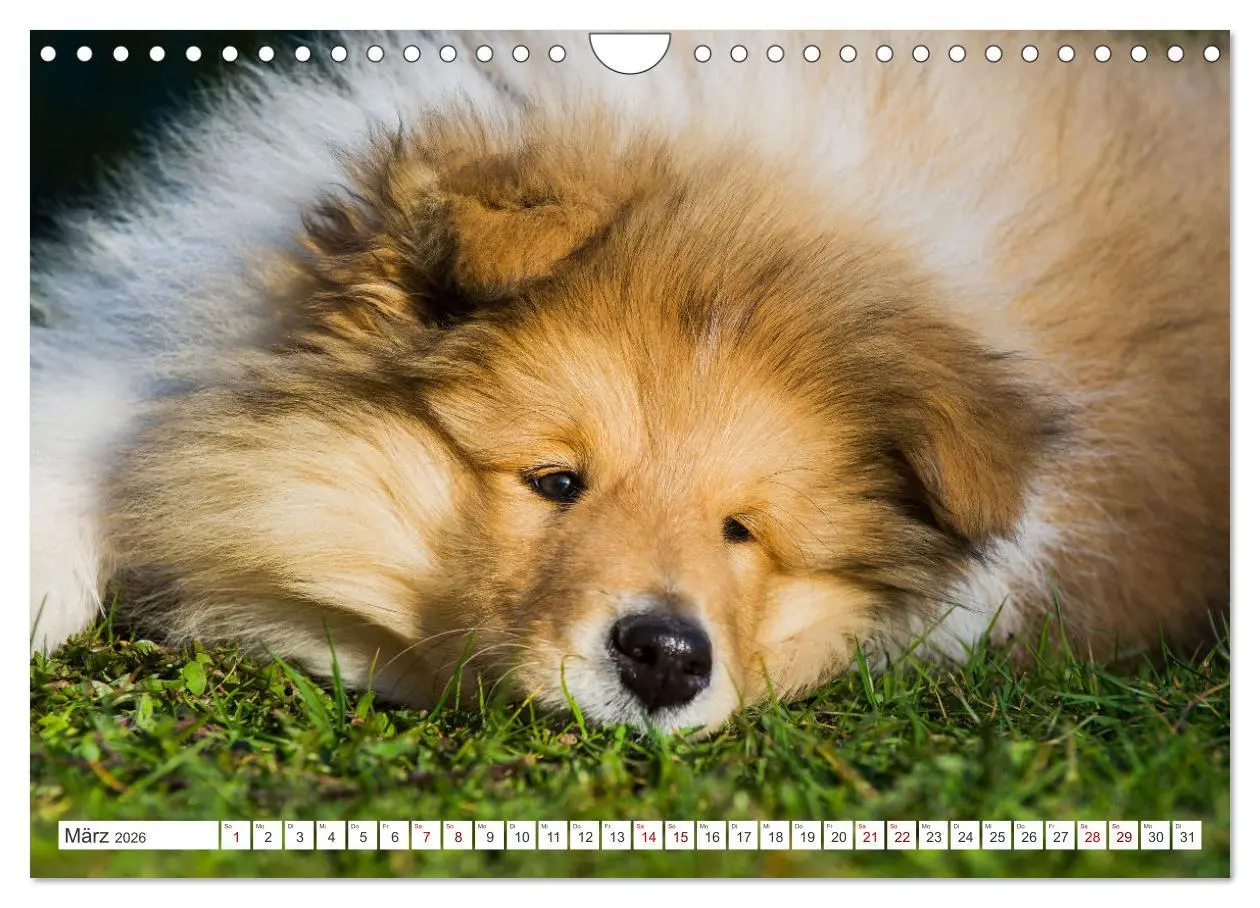 Bild: 9783457356265 | Collies - die schönsten Hunde der Welt (Wandkalender 2026 DIN A4...