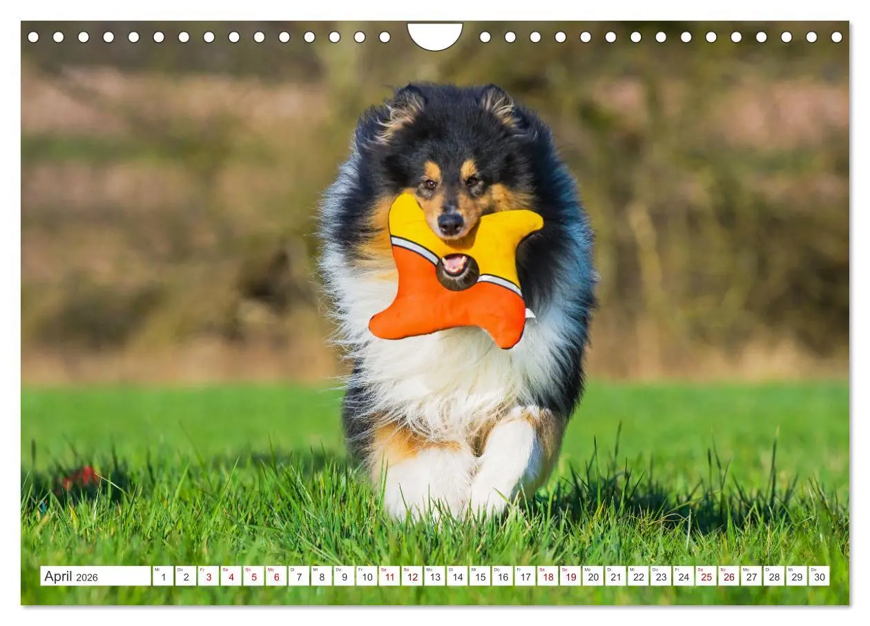 Bild: 9783457356265 | Collies - die schönsten Hunde der Welt (Wandkalender 2026 DIN A4...