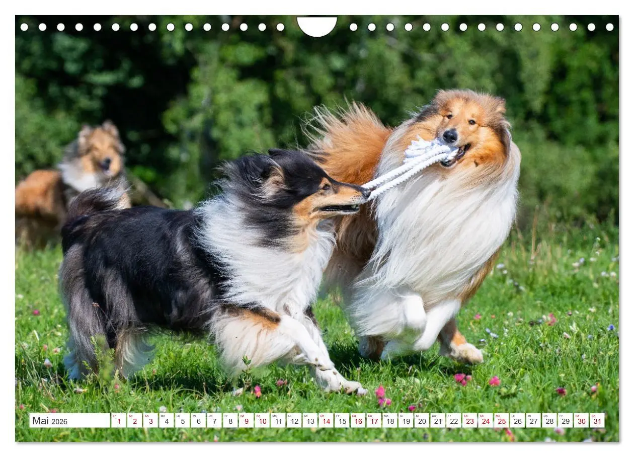 Bild: 9783457356265 | Collies - die schönsten Hunde der Welt (Wandkalender 2026 DIN A4...