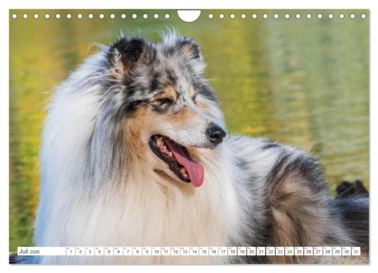 Bild: 9783457356265 | Collies - die schönsten Hunde der Welt (Wandkalender 2026 DIN A4...