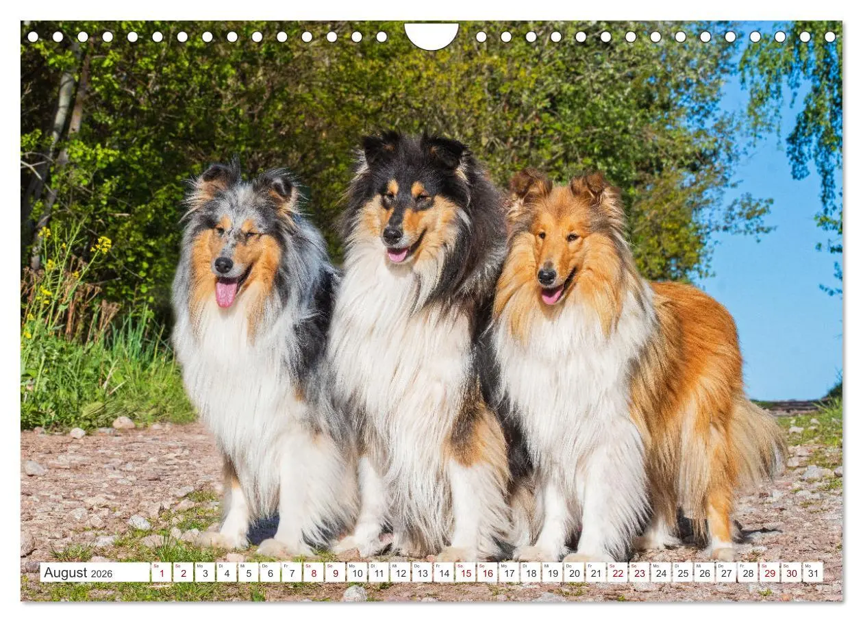Bild: 9783457356265 | Collies - die schönsten Hunde der Welt (Wandkalender 2026 DIN A4...